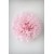 Pompon Rose Pale